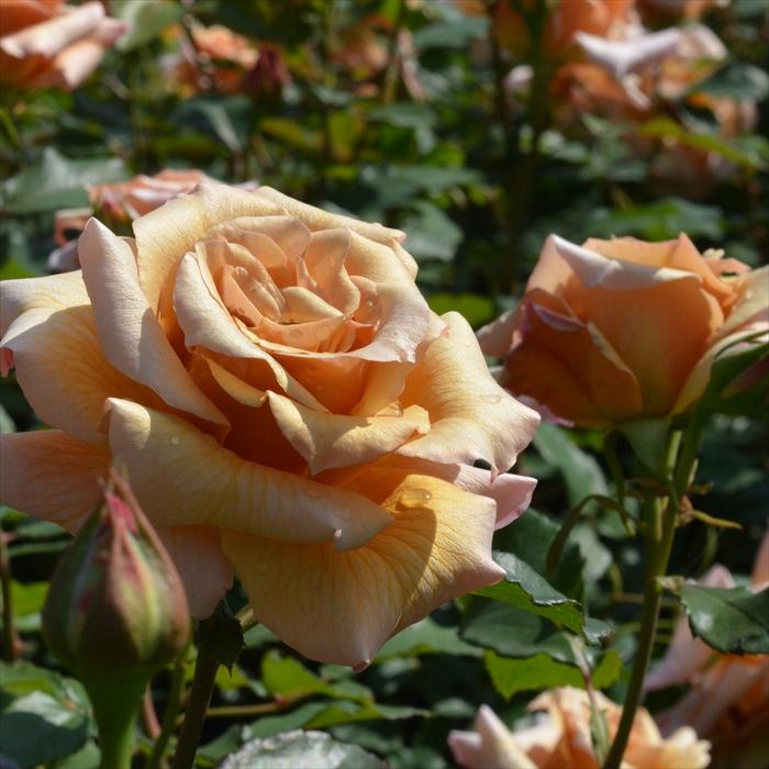 予約販売 バラ苗 バラ大苗 河本バラ園 はつね 契約品種 四季咲き 薔薇