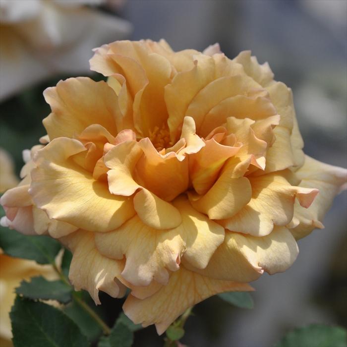 予約販売 バラ苗 バラ大苗 河本バラ園 はつね 契約品種 四季咲き 薔薇
