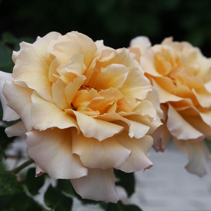 予約販売 バラ苗 バラ大苗 河本バラ園 はつね 契約品種 四季咲き 薔薇