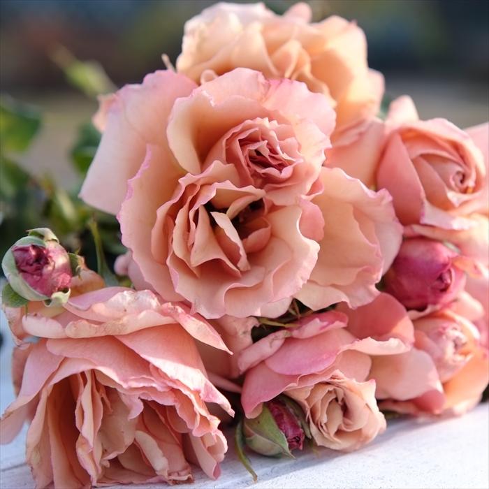 予約販売 バラ苗 バラ大苗 河本バラ園 はつね 契約品種 四季咲き 薔薇