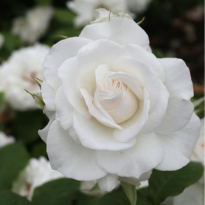 予約販売 バラ苗 バラ大苗 ドリュ アンナプルナ 契約品種 四季咲き