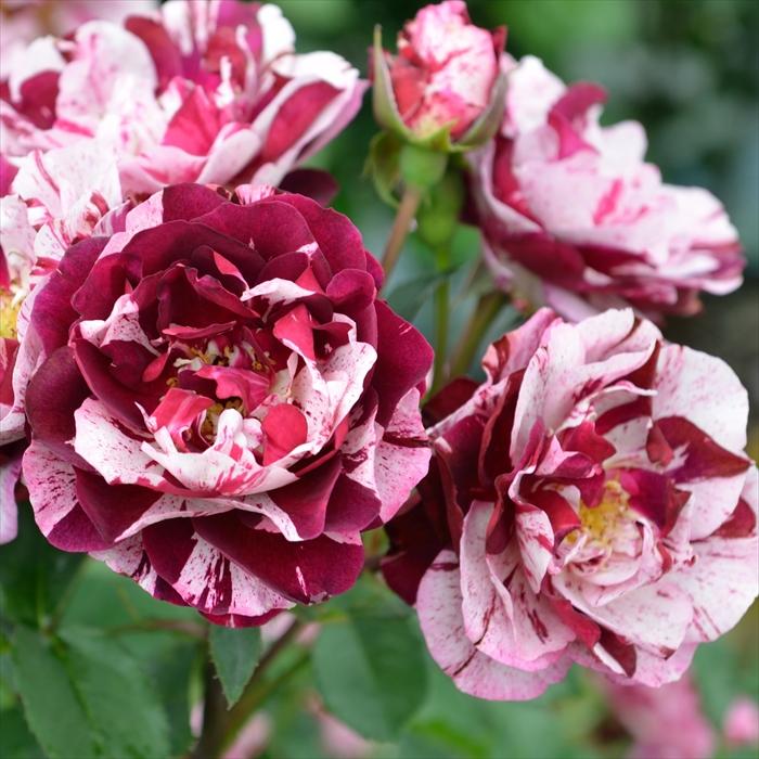 和薔薇大き苗 予約販売 バラ苗 バラ大苗 ドリュ ニューイマジン 契約品種