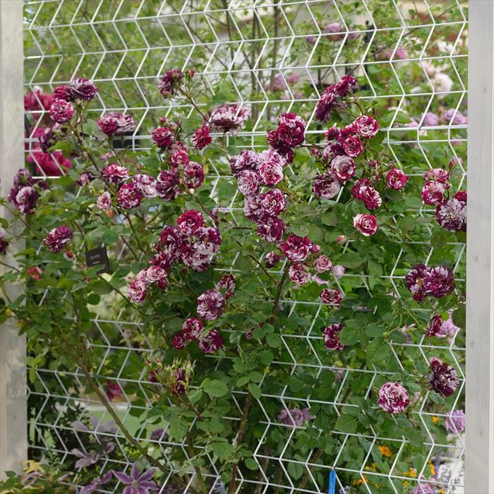 「」切り花品種バラ苗　レアバラ　大苗 バラ苗 2年大株苗 プリンセスラニア 切り花用 4号鉢 ※11月