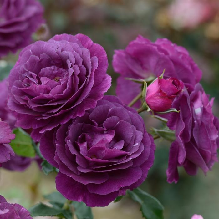 遺品整理 中国切手 未使用 5冊 バラ 薔薇 Yahoo!オークション
