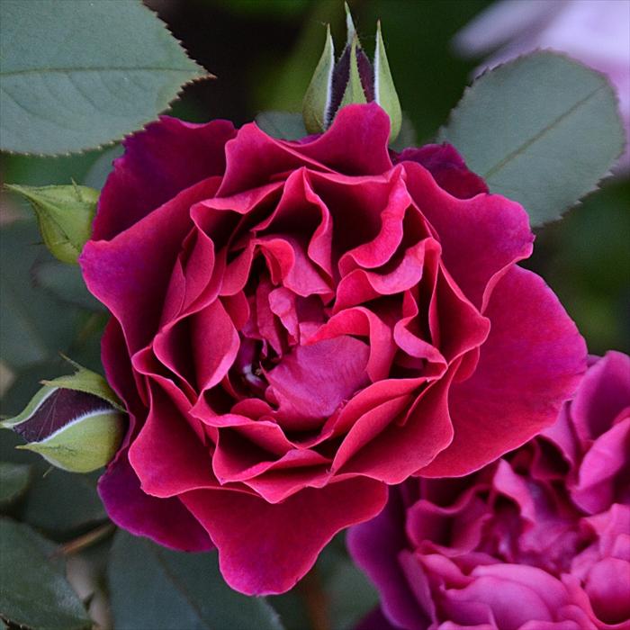 予約販売 バラ苗 バラ大苗 ロサ オリエンティス オデュッセイア