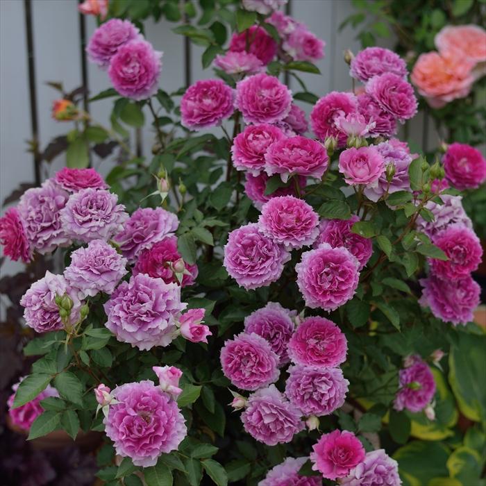 シェード　薔薇 予約販売 バラ苗 バラ大苗 ロサ オリエンティス シェエラザード 登録