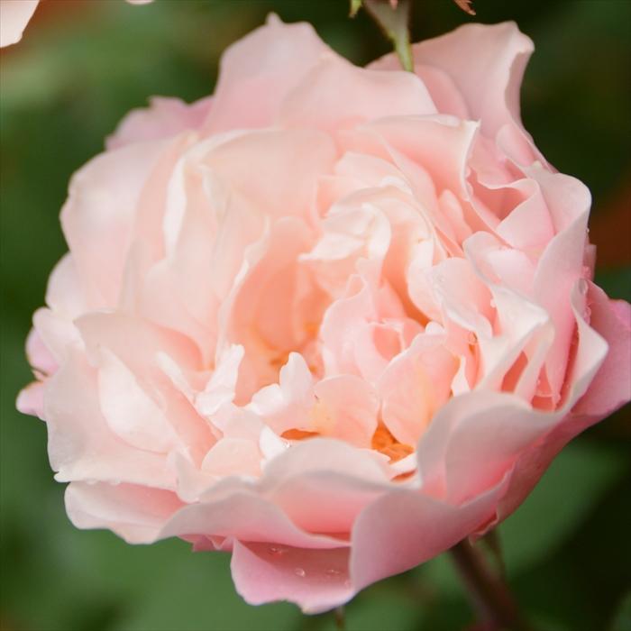 予約販売 バラ苗 バラ大苗 ロサ オリエンティス ダフネ 登録品種