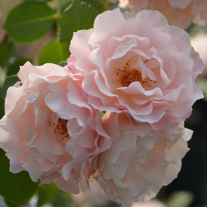 予約販売 バラ苗 バラ大苗 ロサ オリエンティス ダフネ 登録品種