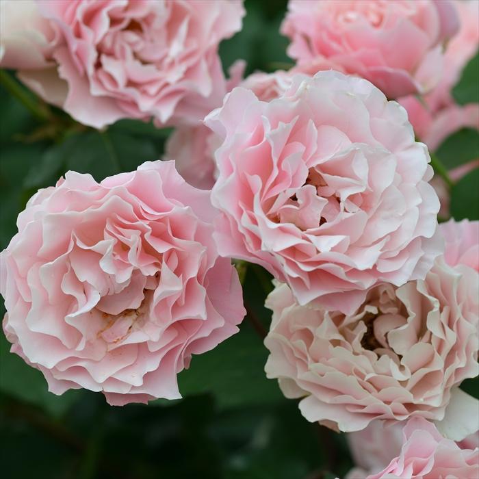 予約販売 バラ苗 バラ大苗 ロサ オリエンティス ダフネ 登録品種