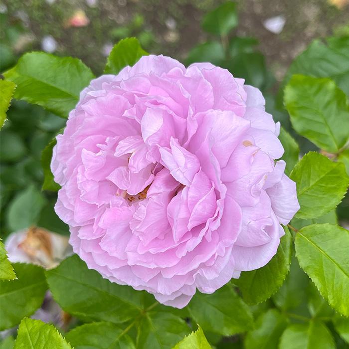 予約販売 バラ苗 バラ大苗 ロサ オリエンティス ルシエルブルー 登録