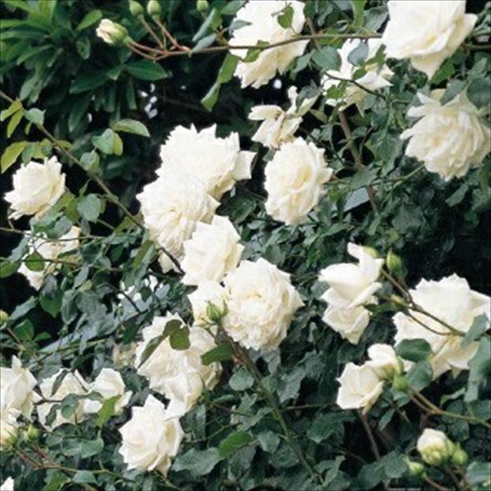 日本花キ流通 予約販売 バラ苗 バラ大苗 つるバラ 新雪 薔薇 ばら 白