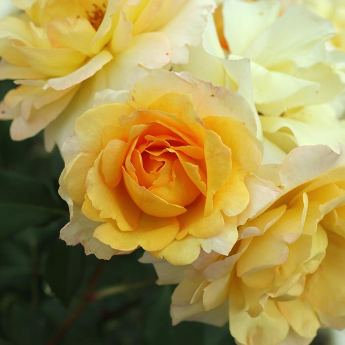 日本花キ流通 予約販売 バラ苗 バラ大苗 大輪 カスクドール 四季咲き