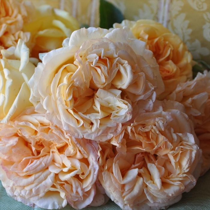 予約販売 バラ苗 バラ大苗 バルニ アプリコットスカイ 四季咲き 薔薇