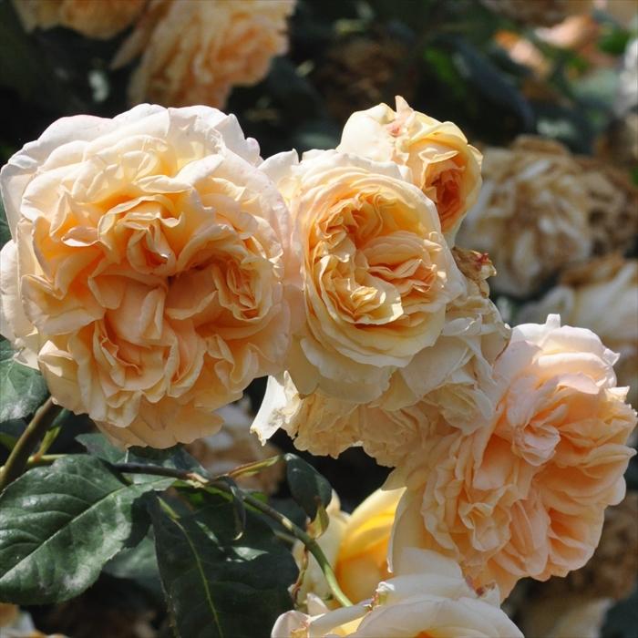 予約販売 バラ苗 バラ大苗 バルニ アプリコットスカイ 四季咲き 薔薇