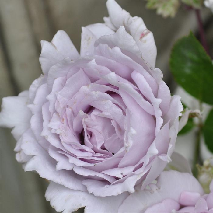 予約販売 バラ苗 バラ大苗 河本バラ園 ルシファー 登録品種 四季咲き