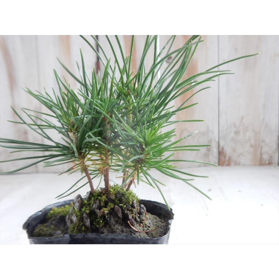 日本花キ流通 松松ぼっくり（盆栽・マツボックリ・9cmポット