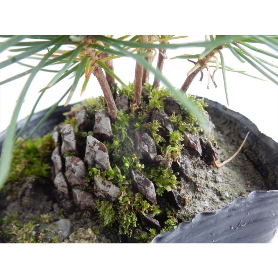 日本花キ流通 松松ぼっくり（盆栽・マツボックリ・9cmポット