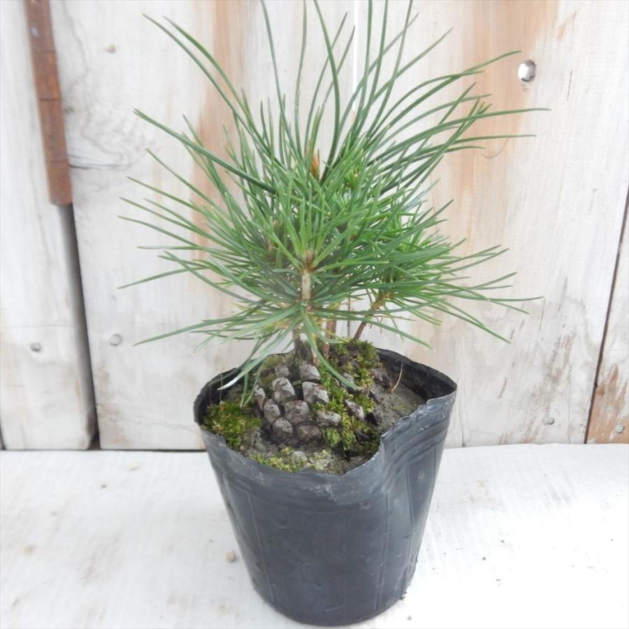 日本花キ流通 松松ぼっくり（盆栽・マツボックリ・9cmポット