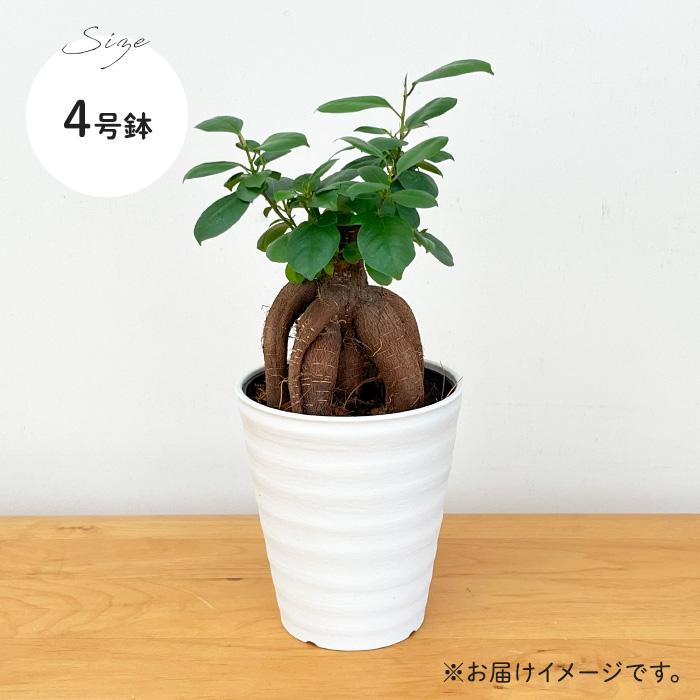 日本花キ流通 観葉植物 ガジュマル 4号鉢 観葉植物 小型 小さい 室内