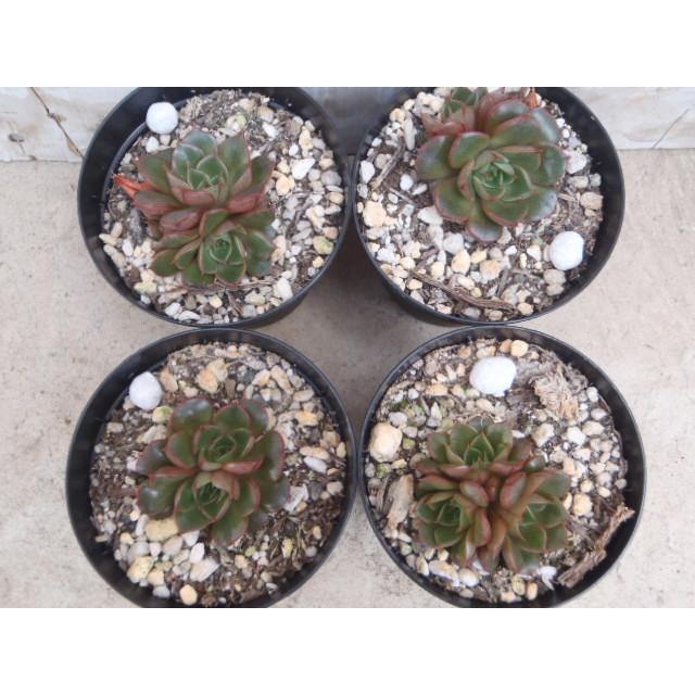 日本花キ流通 多肉植物 skエケベリア 大和美尼 ヤマトミニ 多肉植物