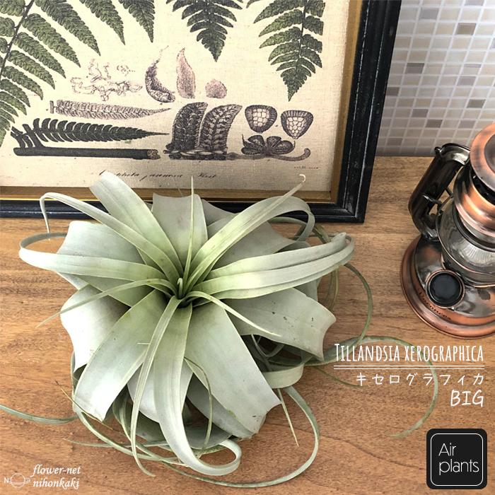 エアープランツ Bigサイズ キセログラフィカ チランジア チランドシア 観葉植物 インテリア おしゃれ フラワーネット日本花キ流通 通販 Yahoo ショッピング