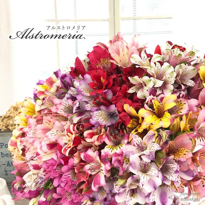 予約販売 アルストロメリア ササブネ 10 5cmポット 斑入り 宿根草 花苗 ガーデニング 10月下旬以降発送 フラワーネット日本 花キ流通 通販 Yahoo ショッピング