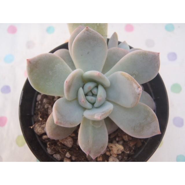 日本花キ流通 多肉植物 skエケベリア ラウリンゼ エケベリア 7.5cm