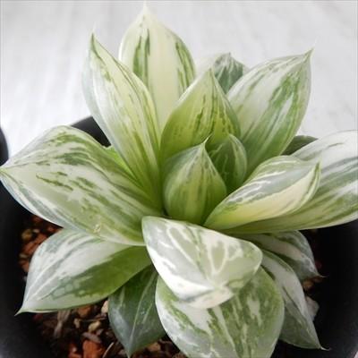 日本花キ流通 多肉植物 sdハオルチア 宝さがし 斑入り 9cmポット