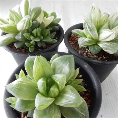 ぴ*吉様 【桜色クリスタル】ハオルチア 斑入り多肉植物 宝石窓 極上株 ぴ*吉様 【桜色クリスタル】ハオルチア 斑入り多肉植物 宝石窓