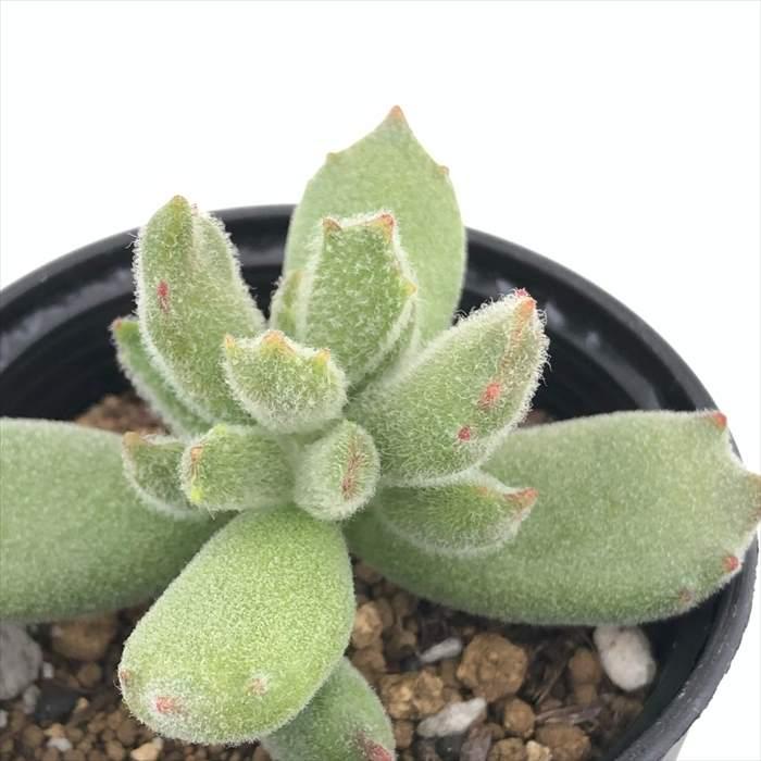 日本花キ流通 多肉植物 hmコチレドン 子猫の爪 多肉植物 コチレドン
