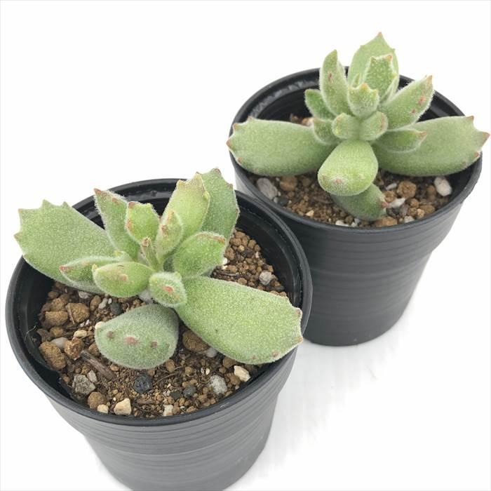 日本花キ流通 多肉植物 hmコチレドン 子猫の爪 多肉植物 コチレドン