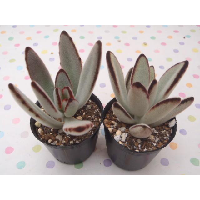 多肉植物 Hmカランコエ 黒鮮月兎耳 多肉植物 カランコエ 6cmポット フラワーネット日本花キ流通 通販 Yahoo ショッピング