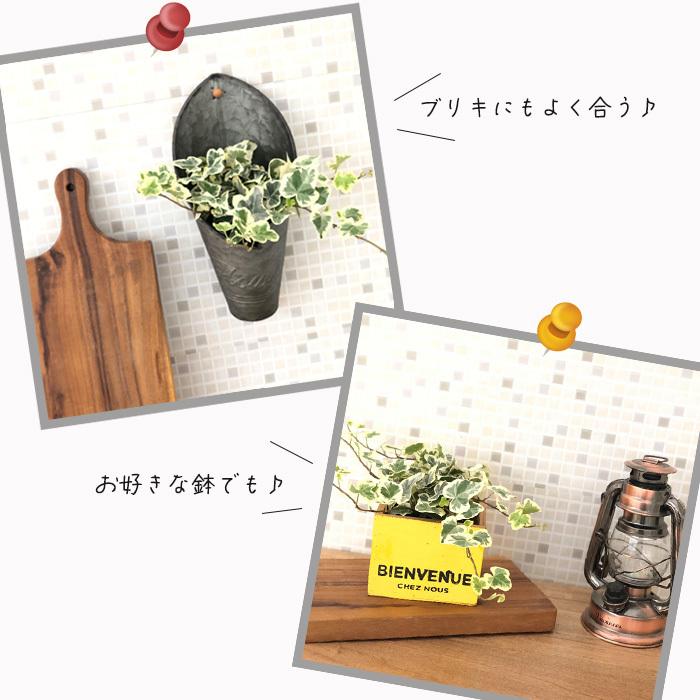 ヘデラ 雪ほたる 9cmポット アイビー 斑入りヘデラ 観葉植物 インテリア おしゃれ 登録品種 フラワーネット日本花キ流通 通販 Yahoo ショッピング