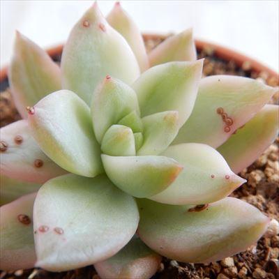 多肉植物 Hmセダム オウレイ錦 黄麗錦 月の王子錦 多肉植物 セダム 6cmポット フラワーネット日本花キ流通 通販 Yahoo ショッピング
