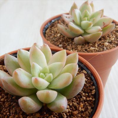 日本花キ流通 多肉植物 hmセダム オウレイ錦 黄麗錦 月の王子錦 セダム