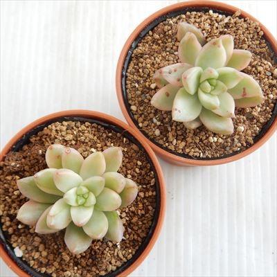 多肉植物 Hmセダム オウレイ錦 黄麗錦 月の王子錦 多肉植物 セダム 6cmポット フラワーネット日本花キ流通 通販 Yahoo ショッピング
