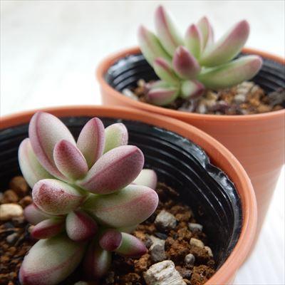 日本花キ流通 多肉植物 hmクラッスラ ルドリップ 多肉植物 クラッスラ