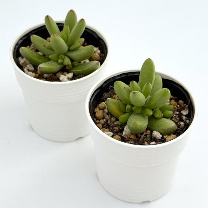 日本花キ流通 多肉植物 hmクラッスラ ルドリップ 多肉植物 クラッスラ