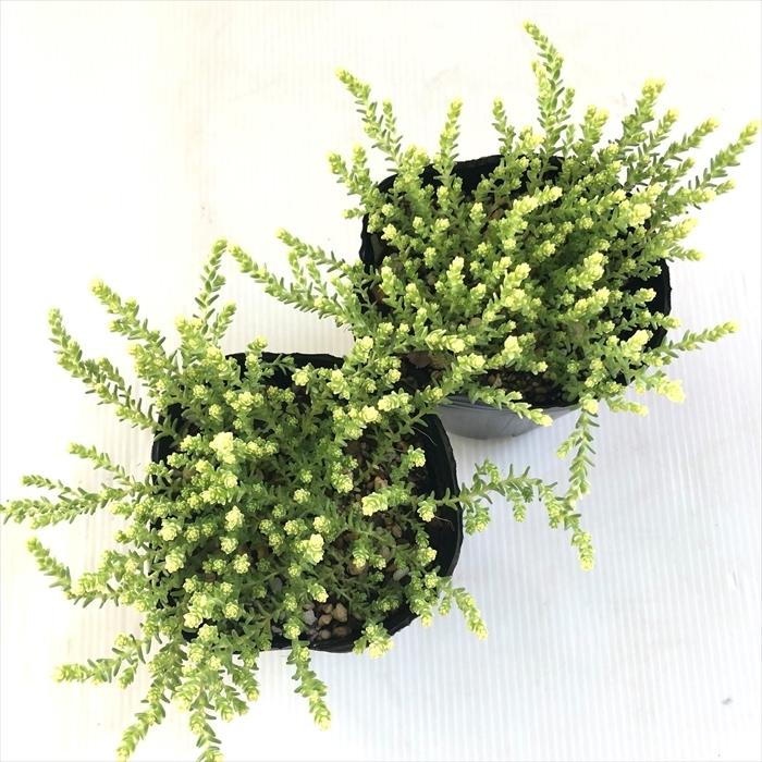 多肉植物 seセダム アクレ アウレウム エレガンス 9cmポット 多肉植物