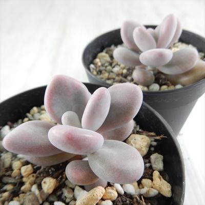 日本花キ流通 多肉植物 skグラプトペタルム アメジスチヌム 多肉植物