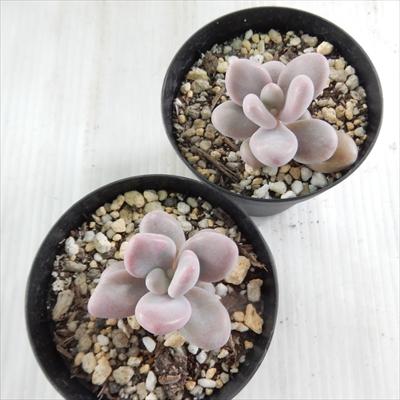 日本花キ流通 多肉植物 skグラプトペタルム アメジスチヌム 多肉植物