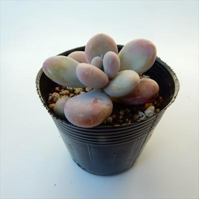 日本花キ流通 多肉植物 skグラプトペタルム アメジスチヌム 多肉植物