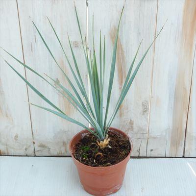 日本花キ流通 観葉植物 ユッカ ロストラータ 12cmポット 希少 送料無料