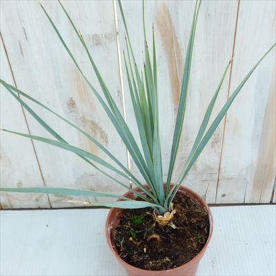 日本花キ流通 観葉植物 ユッカ ロストラータ 12cmポット 希少