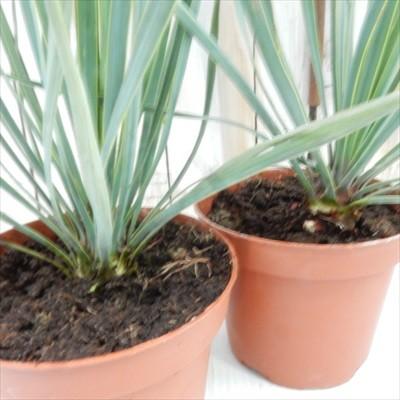 日本花キ流通 観葉植物 ユッカ ロストラータ 12cmポット 希少 送料無料