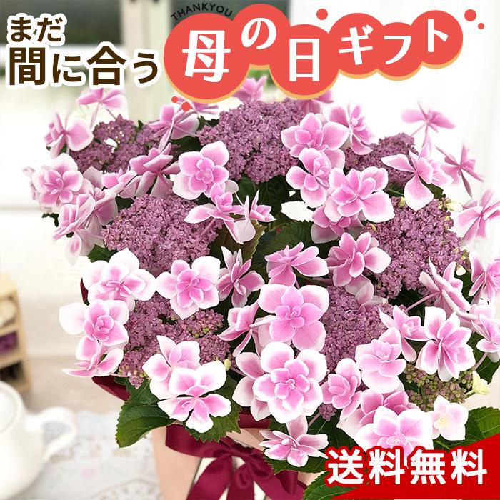 母の日 ガクアジサイ コンペイトウピンク 5号鉢 送料無料 母の日ギフト 贈り物 あじさい 紫陽花 プレゼント 花 鉢植え フラワーネット日本花キ流通 通販 Yahoo ショッピング