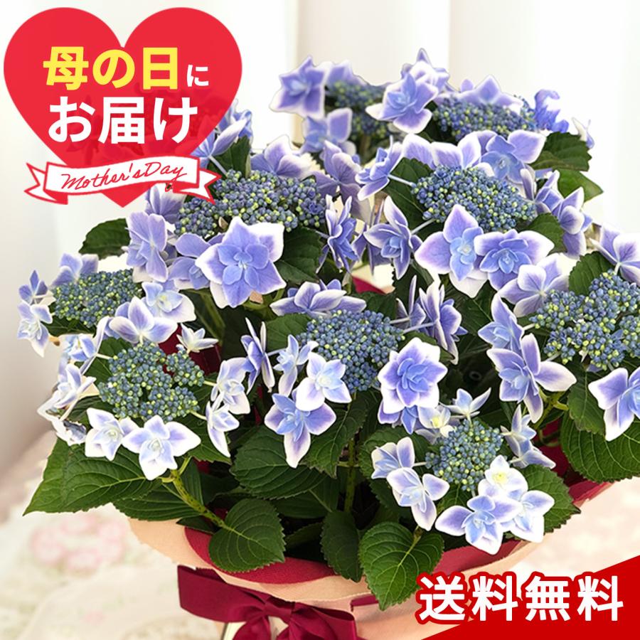 母の日 ガクアジサイ コンペイトウブルー 5号鉢 送料無料 母の日ギフト 贈り物 あじさい 紫陽花 プレゼント 花 鉢植え フラワーネット日本花キ流通 通販 Yahoo ショッピング
