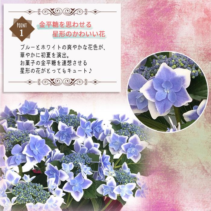 母の日 ガクアジサイ コンペイトウブルー 5号鉢 送料無料 母の日ギフト 贈り物 あじさい 紫陽花 プレゼント 花 鉢植え フラワーネット日本花キ流通 通販 Yahoo ショッピング