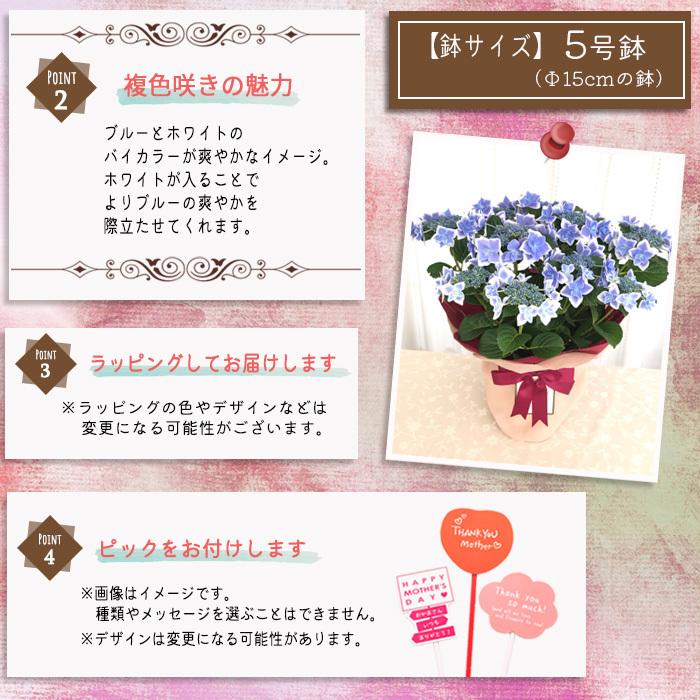 母の日 ガクアジサイ コンペイトウブルー 5号鉢 送料無料 母の日ギフト 贈り物 あじさい 紫陽花 プレゼント 花 鉢植え フラワーネット日本花キ流通 通販 Yahoo ショッピング