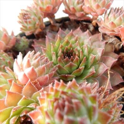 センペルビウム nao（ことりの） 日本花キ流通 多肉植物 okセンペルビウム ノワール 7.5cmポット